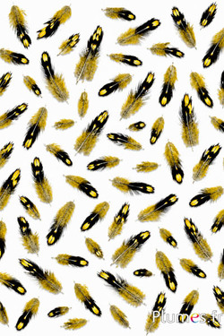 Gallo di Sonnerat - 1-3 cm - giallo